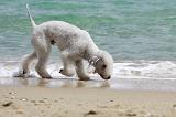 BEDLINGTON TERRIER 035